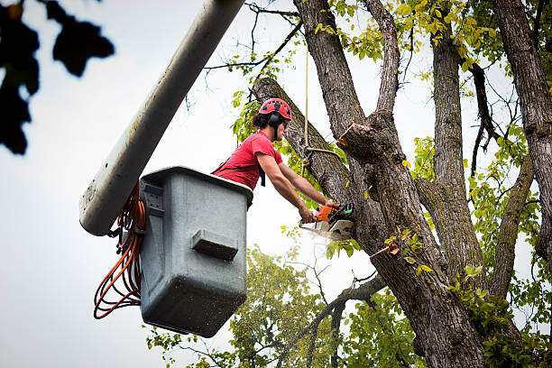 Casa De Oro Mount Helix, CA Tree Removal and Landscaping Services Company